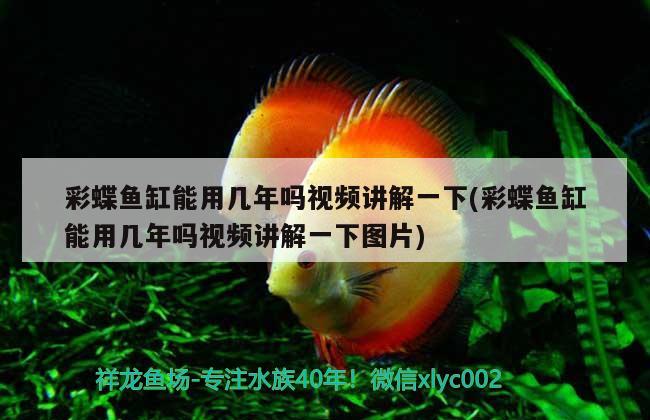 彩蝶魚缸能用幾年嗎視頻講解一下(彩蝶魚缸能用幾年嗎視頻講解一下圖片) 蘇虎苗（蘇門答臘虎魚苗）