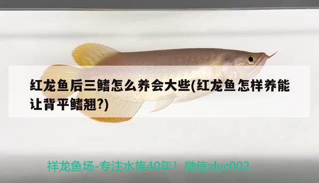 紅龍魚(yú)后三鰭怎么養(yǎng)會(huì)大些(紅龍魚(yú)怎樣養(yǎng)能讓背平鰭翹?)