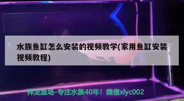 觀賞魚(yú)眼睛黑了怎么辦：觀賞魚(yú)眼睛黑怎么回事