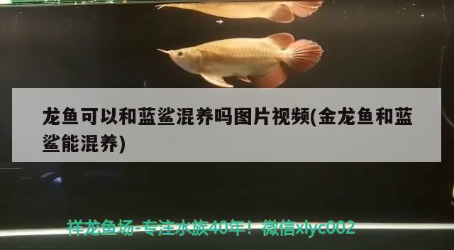 龍魚可以和藍鯊混養(yǎng)嗎圖片視頻(金龍魚和藍鯊能混養(yǎng)) 祥龍水族護理水