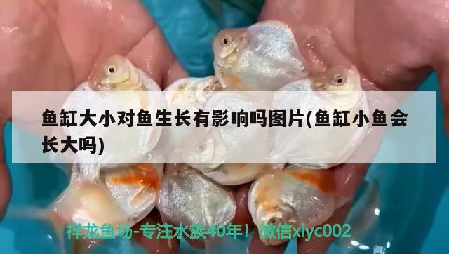 魚缸大小對(duì)魚生長(zhǎng)有影響嗎圖片(魚缸小魚會(huì)長(zhǎng)大嗎) 龍魚百科