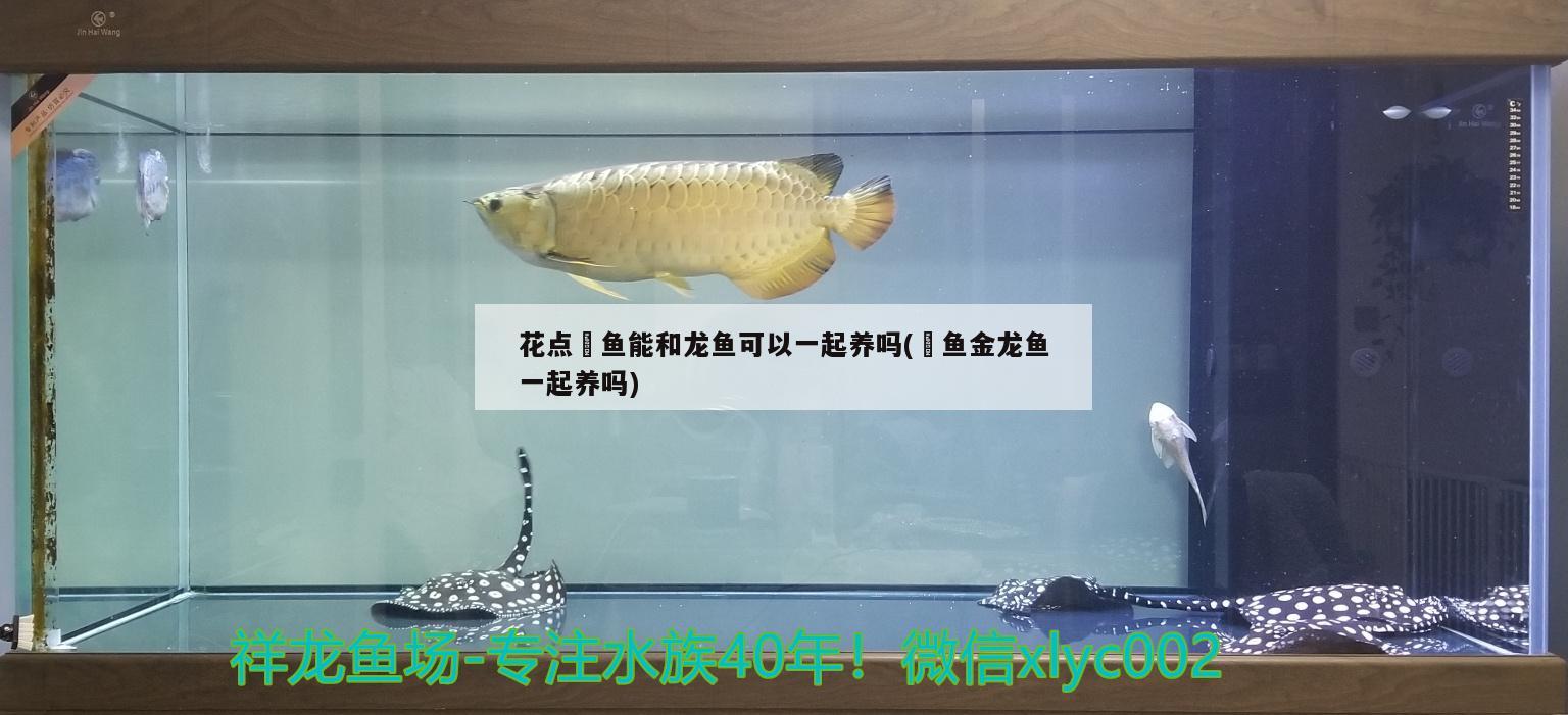 花點(diǎn)魟魚能和龍魚可以一起養(yǎng)嗎(魟魚金龍魚一起養(yǎng)嗎)