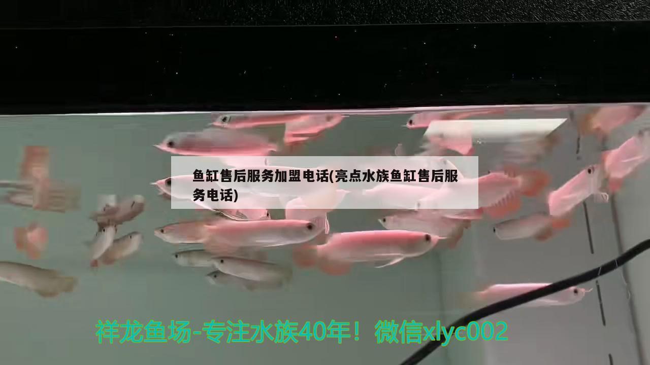 魚缸售后服務(wù)加盟電話(亮點(diǎn)水族魚缸售后服務(wù)電話) 稀有金龍魚