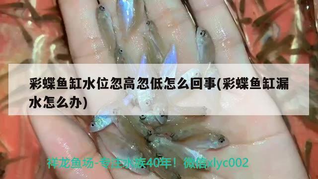 彩蝶魚缸水位忽高忽低怎么回事(彩蝶魚缸漏水怎么辦) 水族維護服務（上門）