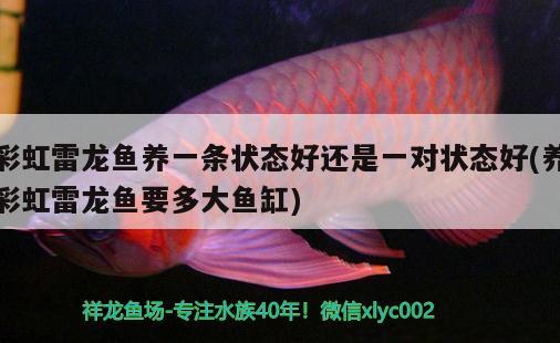 彩虹雷龍魚養(yǎng)一條狀態(tài)好還是一對狀態(tài)好(養(yǎng)彩虹雷龍魚要多大魚缸)