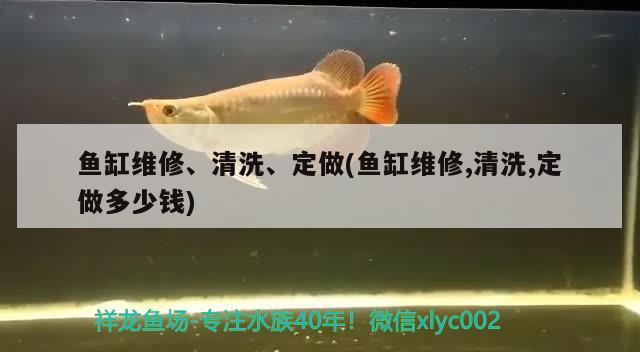 廣州最大賣龍魚(yú)的地方在哪里呀多少錢(廣州哪里買龍魚(yú)最便宜) 泰國(guó)虎魚(yú)