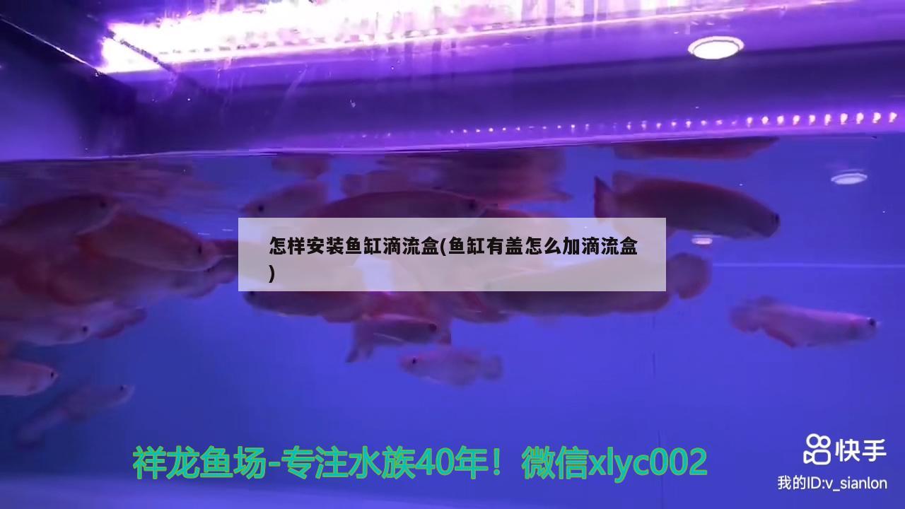 怎樣安裝魚缸滴流盒(魚缸有蓋怎么加滴流盒) 薩伊藍魚