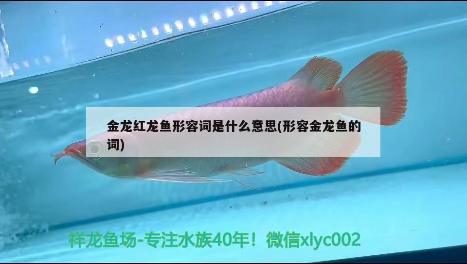 金龍紅龍魚形容詞是什么意思(形容金龍魚的詞) 潛水艇魚