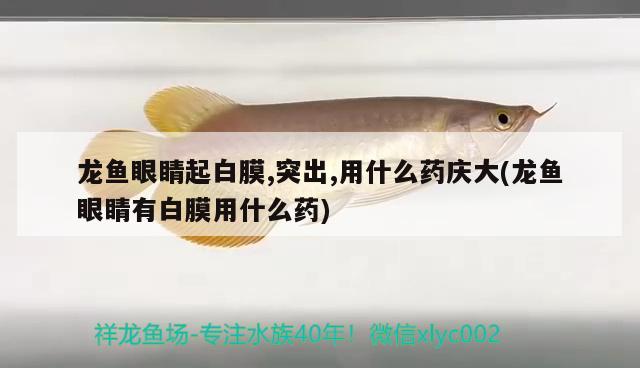 龍魚(yú)眼睛起白膜,突出,用什么藥慶大(龍魚(yú)眼睛有白膜用什么藥) 紅龍福龍魚(yú)