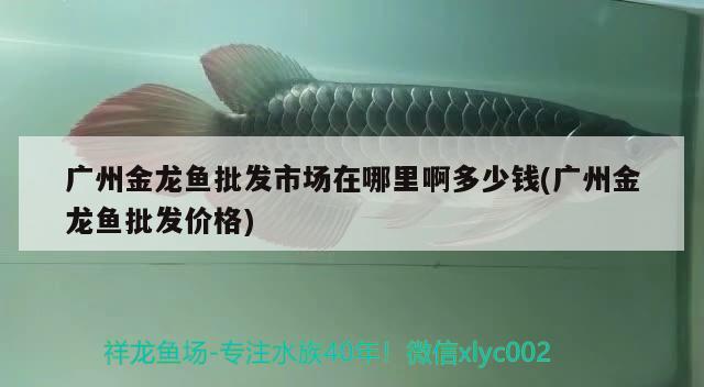 廣州金龍魚(yú)批發(fā)市場(chǎng)在哪里啊多少錢(qián)(廣州金龍魚(yú)批發(fā)價(jià)格) 龍魚(yú)批發(fā)