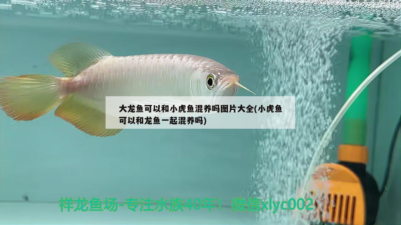 大龍魚可以和小虎魚混養(yǎng)嗎圖片大全(小虎魚可以和龍魚一起混養(yǎng)嗎) 虎魚百科