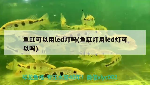 魚缸可以用led燈嗎(魚缸燈用led燈可以嗎) 照明器材