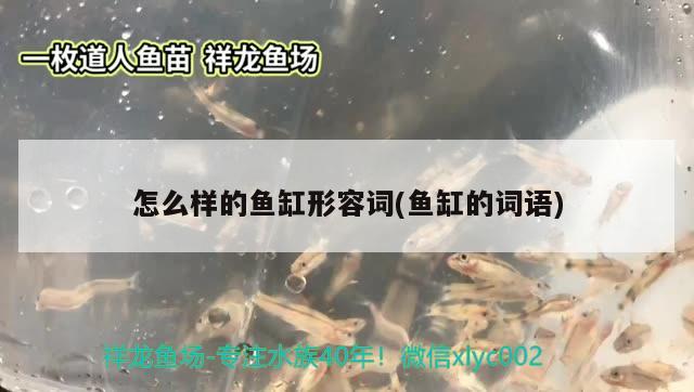 怎么樣的魚缸形容詞(魚缸的詞語) 女王大帆魚