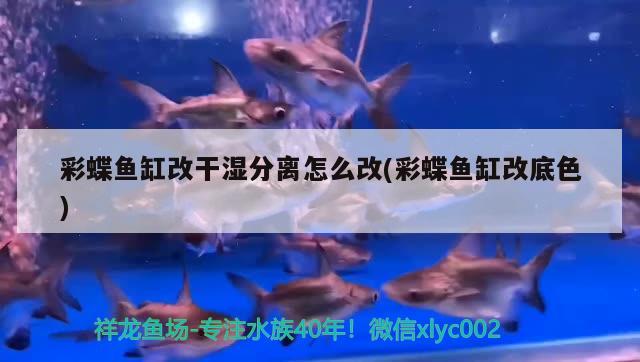 彩蝶魚缸改干濕分離怎么改(彩蝶魚缸改底色) 虎斑恐龍魚