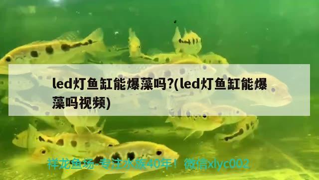 泉州魚缸批發(fā)市場電話多少泉州魚缸批發(fā)市場電話多少，泉州魚缸批發(fā)市場電話多少 胭脂孔雀龍魚 第2張