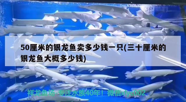 50厘米的銀龍魚賣多少錢一只(三十厘米的銀龍魚大概多少錢)