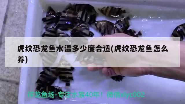 虎紋恐龍魚水溫多少度合適(虎紋恐龍魚怎么養(yǎng)) 肥料