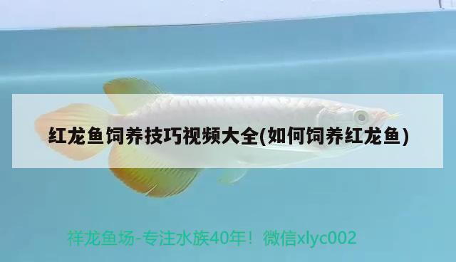 金龍魚青島分公司銷售部（金龍魚青島分公司銷售部電話） 觀賞魚 第2張