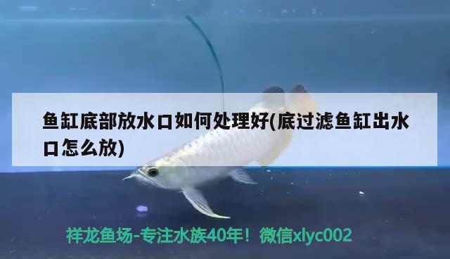 魚缸底部放水口如何處理好(底過濾魚缸出水口怎么放) 和尚魚