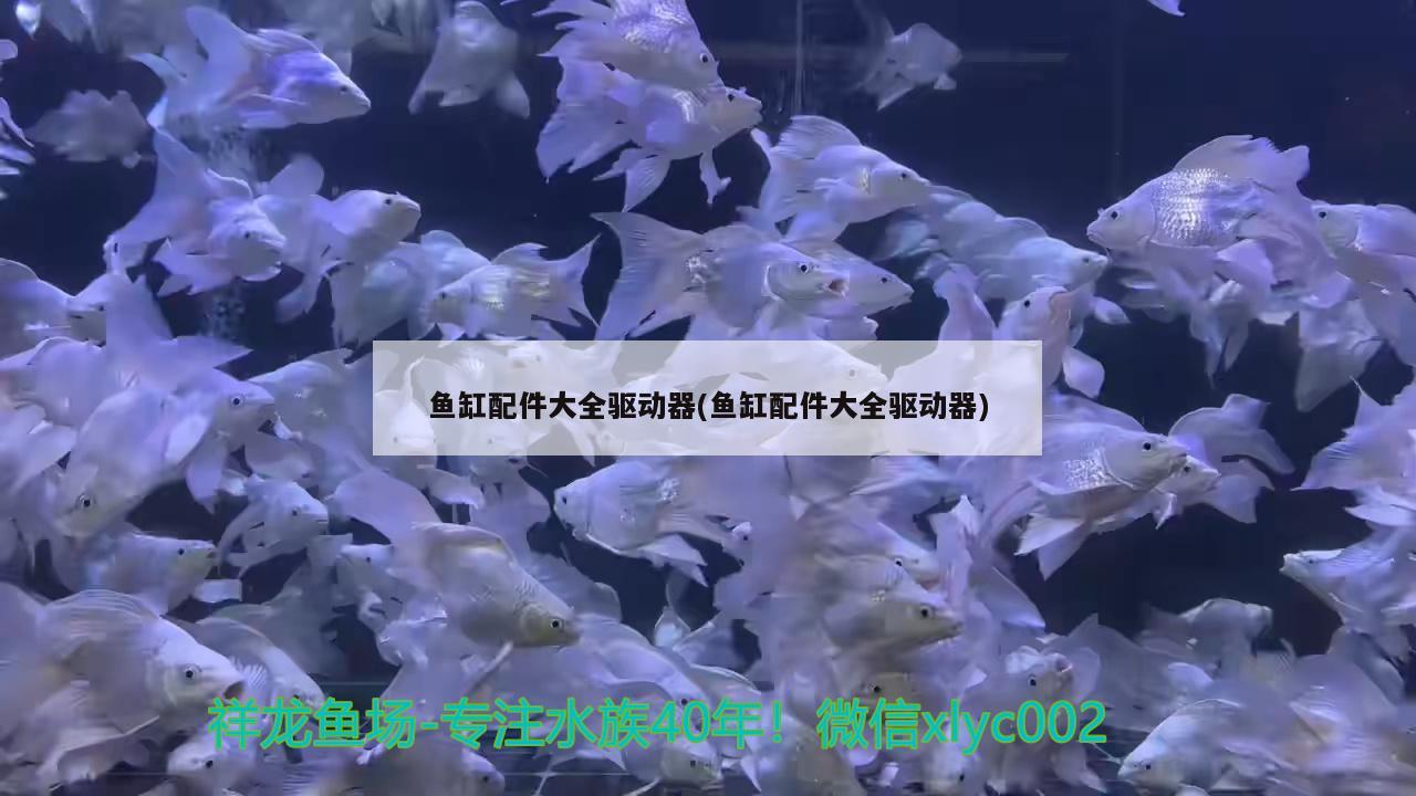 魚缸配件大全驅(qū)動器(魚缸配件大全驅(qū)動器) 南美異形觀賞魚