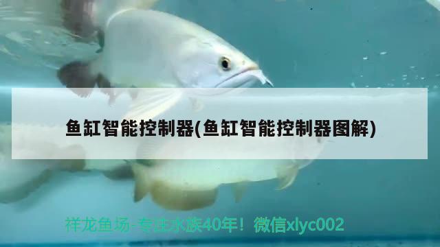 每條來個小特寫 球鯊魚 第2張