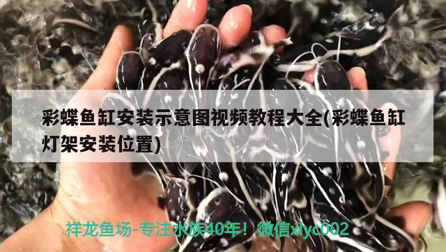 彩蝶魚缸安裝示意圖視頻教程大全(彩蝶魚缸燈架安裝位置) 翡翠鳳凰魚