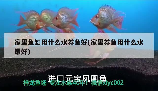 家里魚(yú)缸用什么水養(yǎng)魚(yú)好(家里養(yǎng)魚(yú)用什么水最好)