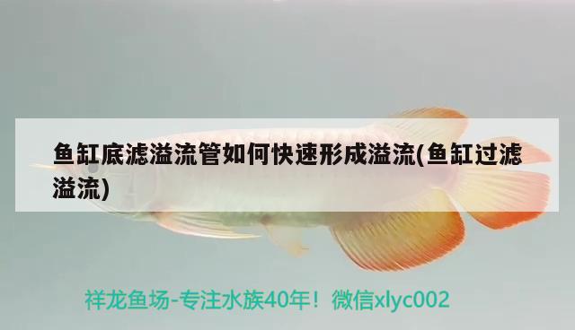 魚缸底濾溢流管如何快速形成溢流(魚缸過濾溢流) 黃金達摩魚