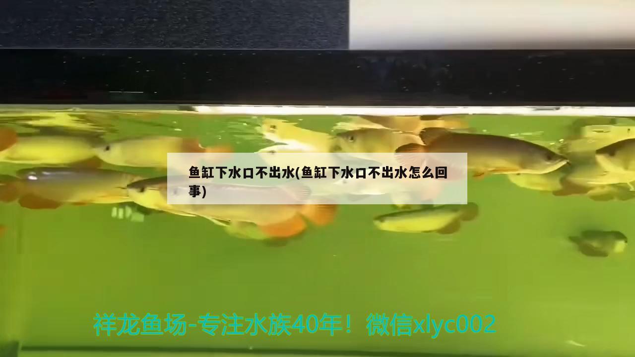 魚(yú)缸下水口不出水(魚(yú)缸下水口不出水怎么回事)