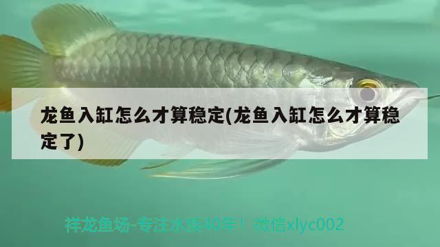 龍魚入缸怎么才算穩(wěn)定(龍魚入缸怎么才算穩(wěn)定了)