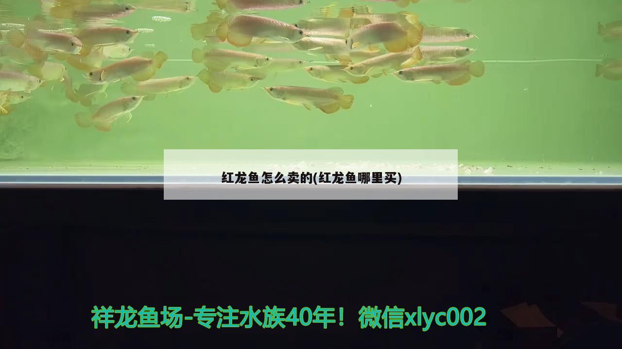 紅龍魚怎么賣的(紅龍魚哪里買) 水草