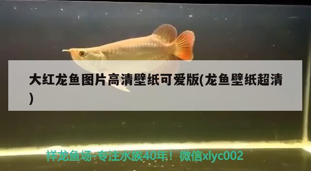 大紅龍魚圖片高清壁紙可愛版(龍魚壁紙超清) 過背金龍魚