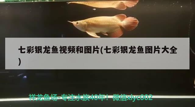 七彩銀龍魚視頻和圖片(七彩銀龍魚圖片大全) 銀龍魚百科