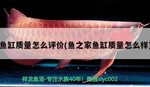 魚缸質(zhì)量怎么評(píng)價(jià)(魚之家魚缸質(zhì)量怎么樣) 帝王血鉆魚