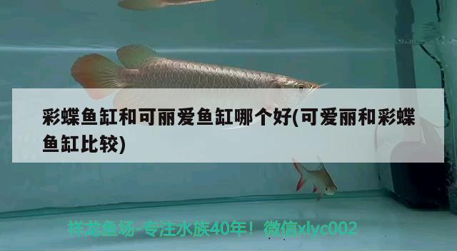 彩蝶魚缸和可麗愛魚缸哪個好(可愛麗和彩蝶魚缸比較)