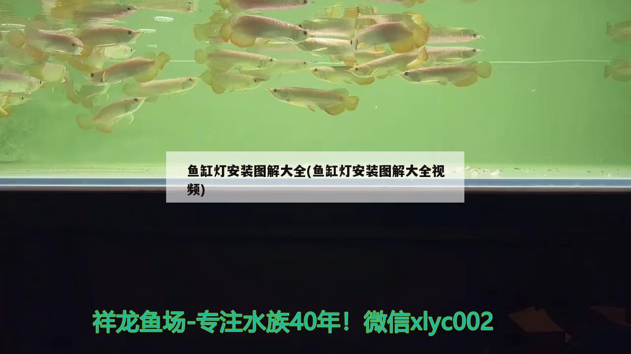 魚缸燈安裝圖解大全(魚缸燈安裝圖解大全視頻) 大日玉鯖魚