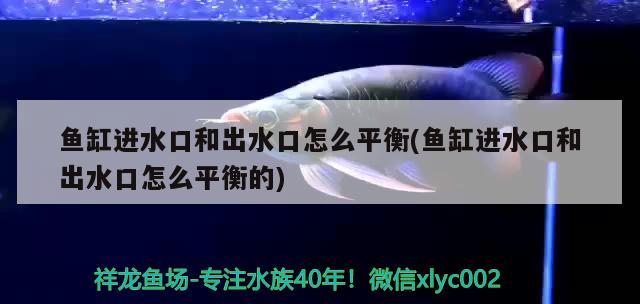 玉林水族批發(fā)市場(chǎng)地址電話（一年級(jí)yu的字） 觀賞魚(yú)水族批發(fā)市場(chǎng) 第2張