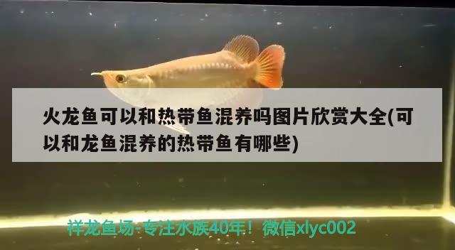 火龍魚可以和熱帶魚混養(yǎng)嗎圖片欣賞大全(可以和龍魚混養(yǎng)的熱帶魚有哪些) 三間鼠魚苗