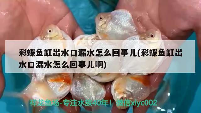 特大魚缸制作視頻教學 特大魚缸制作視頻教學全集 黃金鴨嘴魚 第2張