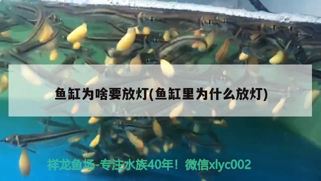 魚缸為啥要放燈(魚缸里為什么放燈)