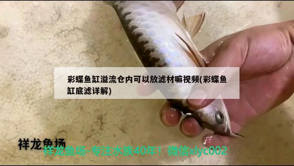 彩蝶魚缸溢流倉內(nèi)可以放濾材嘛視頻(彩蝶魚缸底濾詳解)