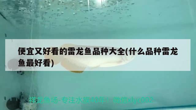 龍魚怎么叫的好聽  海象魚 第3張