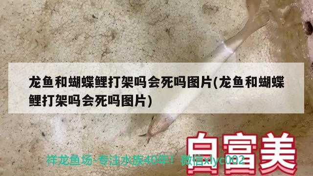 龍魚和蝴蝶鯉打架嗎會死嗎圖片(龍魚和蝴蝶鯉打架嗎會死嗎圖片)