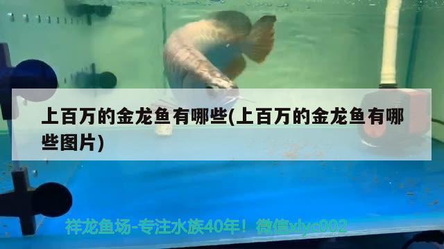 黔東南苗族侗族自治州觀賞魚市場(chǎng)這是朕的御膳房都不許動(dòng)