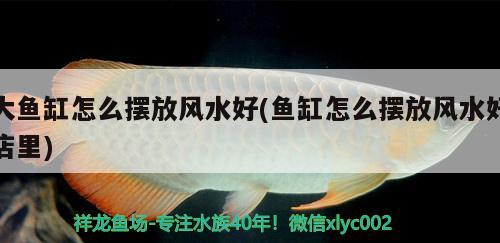 大魚缸怎么擺放風(fēng)水好(魚缸怎么擺放風(fēng)水好店里)