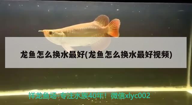 龍魚怎么換水最好(龍魚怎么換水最好視頻)