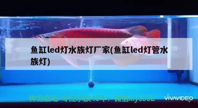 魚缸led燈水族燈廠家(魚缸led燈管水族燈) 虎紋銀版魚