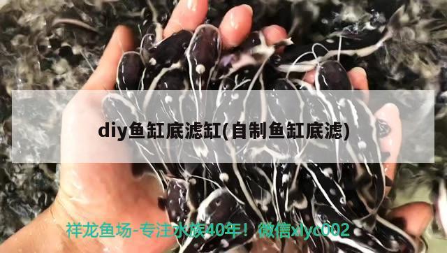 diy魚缸底濾缸(自制魚缸底濾)