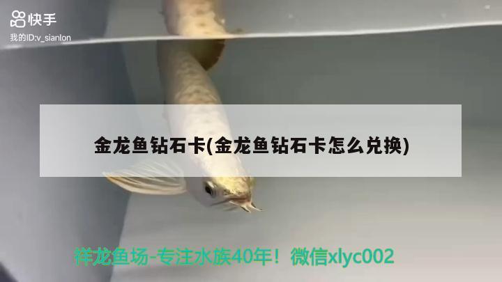 金龍魚鉆石卡(金龍魚鉆石卡怎么兌換) 福魟魟魚