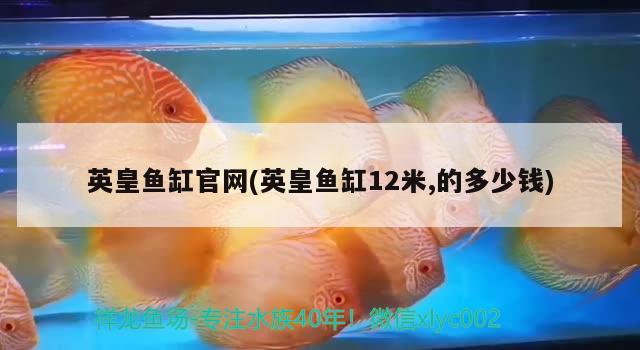 英皇魚缸官網(wǎng)(英皇魚缸12米,的多少錢) 粗線銀版魚